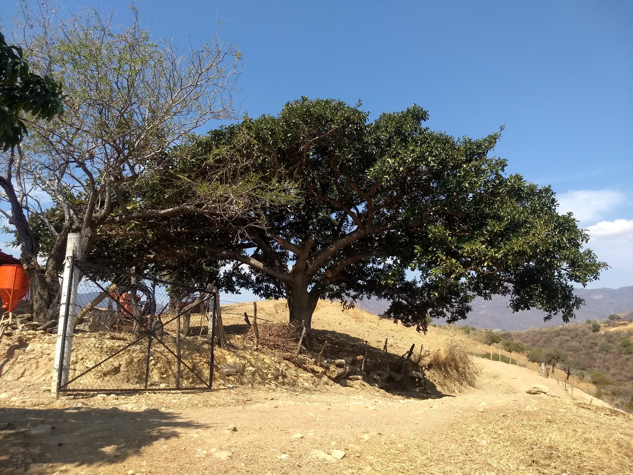 Ficus cotinifolia